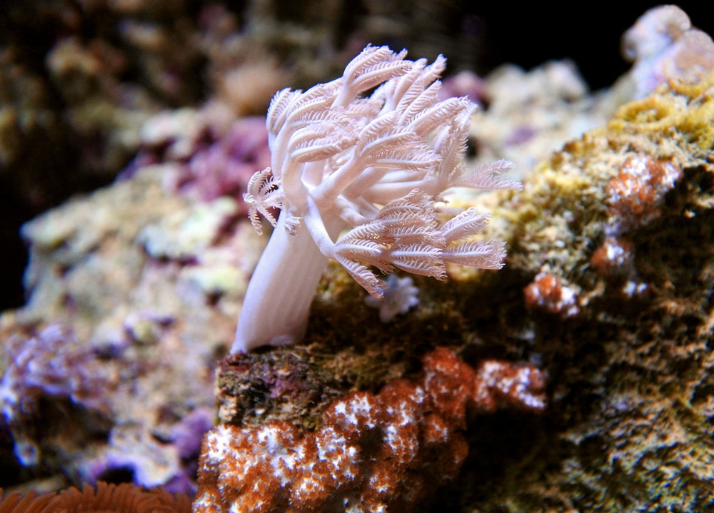 xenia mercanı