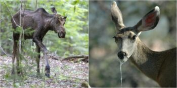 Milyonlarca Kişiyi Etkileyebilir! Zombi Geyik Hastalığı Nedir, Belirtileri Nelerdir?