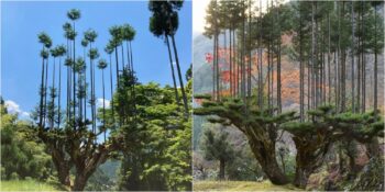 Japonların Ağaç Kesmeden Odun Üretebilmesine Olanak Sağlayan Ormancılık Tekniği: Daisugi