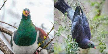 Yeni Zelanda’nın Sarhoş Güvercinleri: Kereru Kuşları Hakkında Bilmeniz Gerekenler