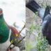 Yeni Zelanda’nın Sarhoş Güvercinleri: Kereru Kuşları Hakkında Bilmeniz Gerekenler