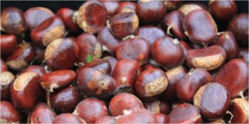 Tezgâhlardaki Büyük Tehlike! Çin Kestanesi Nedir, Nasıl Anlaşılır?