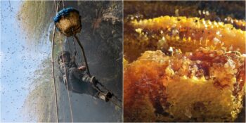 Nepal ve Karadeniz’deki Çiçeklerden Elde Edilen Halüsinojenik Gıda: Deli Bal