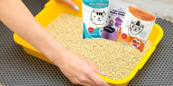 Evinizdeki Koku Sorununu Ortadan Kaldırın! En İyi Kedi Kumu Koku Giderici Tavsiyeleri