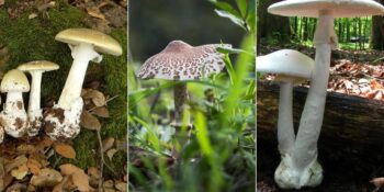 Aman Dikkat! Uzak Durmanız Gereken Dünyanın En Zehirli Mantar Türleri