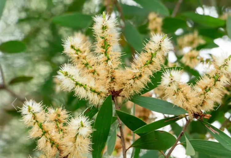 Melaleuca