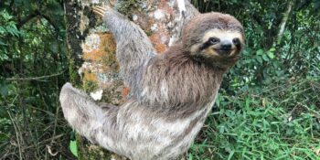 Tembel Hayvanlar Hakkında Duyunca Çok Şaşıracağınız 13 Bilgi