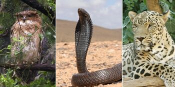 Türkiye'de yaşayan ilginç hayvanlar