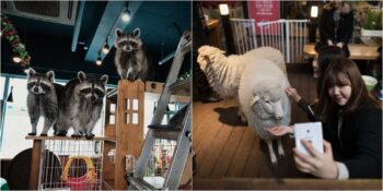 Rakunlar, Kediler, Mirketler: Güney Kore’deki Tartışmalı Hayvan Kafeleri Hakkında Bilmeniz Gerekenler