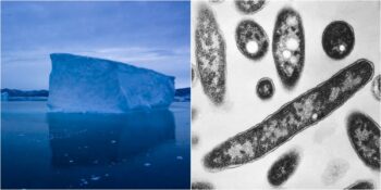 Buzulların Erimesiyle Ortaya Çıkan Büyük Tehlike: Zombi Virüsü Nedir?