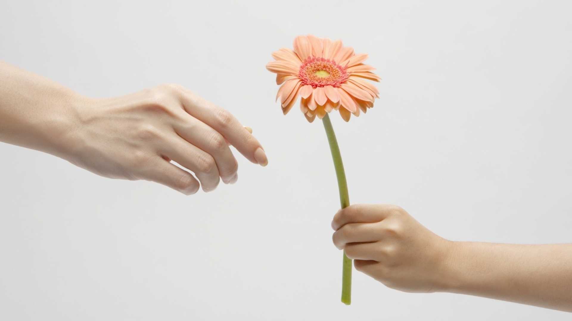 Be a flower монолог. Цветы give. Гербера цветок в руке. Hand with Flower. Florist hands.