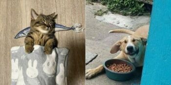 Evcil Hayvan Sahibi Olmanın İç Isıtan Yanlarını Gösteren Birbirinden Eğlenceli 40 Fotoğraf