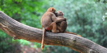 Maymunlar Hakkında Duyunca Çok Şaşıracağınız 19 İlginç Bilgi