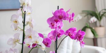 Tabiatın Zarif Armağanı: Orkide Bakımı Hakkında Bilmeniz Gerekenler