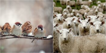 Böceklerden Balıklara: Dünya Üzerinde En Kalabalık Nüfusa Sahip 10 Hayvan Türü