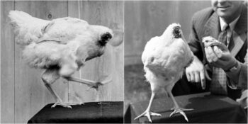 Kafası Kesildiği Halde 18 Ay Boyunca Yaşamaya Devam Eden “Başsız Tavuk” Mike’ın Sıra Dışı Hikâyesi