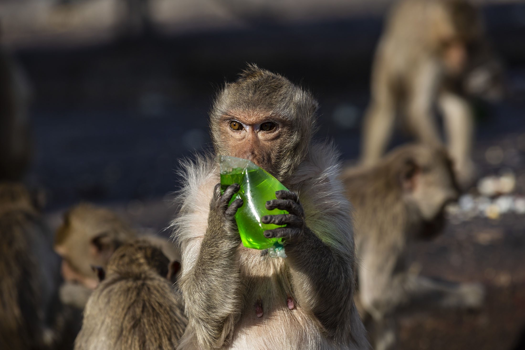 tayland maymun istilası