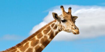 Zürafalar Hakkında Muhtemelen İlk Defa Duyacağınız Birbirinden İlginç 18 Bilgi
