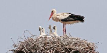 İklim Değişikliği Binlerce Yıllık Alışkanlıkları Değiştirdi: Anadolu Leyleklerin Kalıcı Yuvası Haline Geldi
