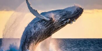 Balinalar Hakkında Muhtemelen Daha Önce Duymadığınız 17 Bilgi