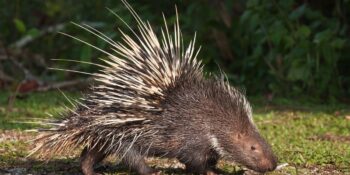 Oklu Kirpiler Hakkında Duyunca Çok Şaşıracağınız 11 İlginç Bilgi