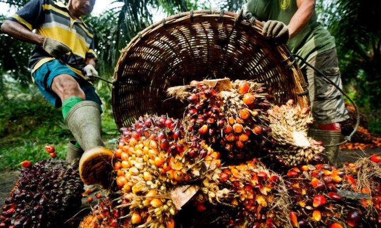 Birçok Gıda Ürününde Kullanılan Palm Yağının Zararları Nelerdir?