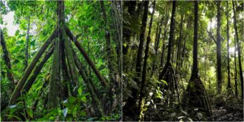 Güney Amerika Ormanlarında Gezinti Yapmayı Seven Sıra Dışı Bir Bitki: Yürüyen Palmiye