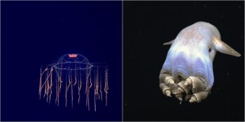 Bazıları Sevimli Bazıları Korkutucu! Derin Denizlerde Yaşayan En İlginç 10 Canlı