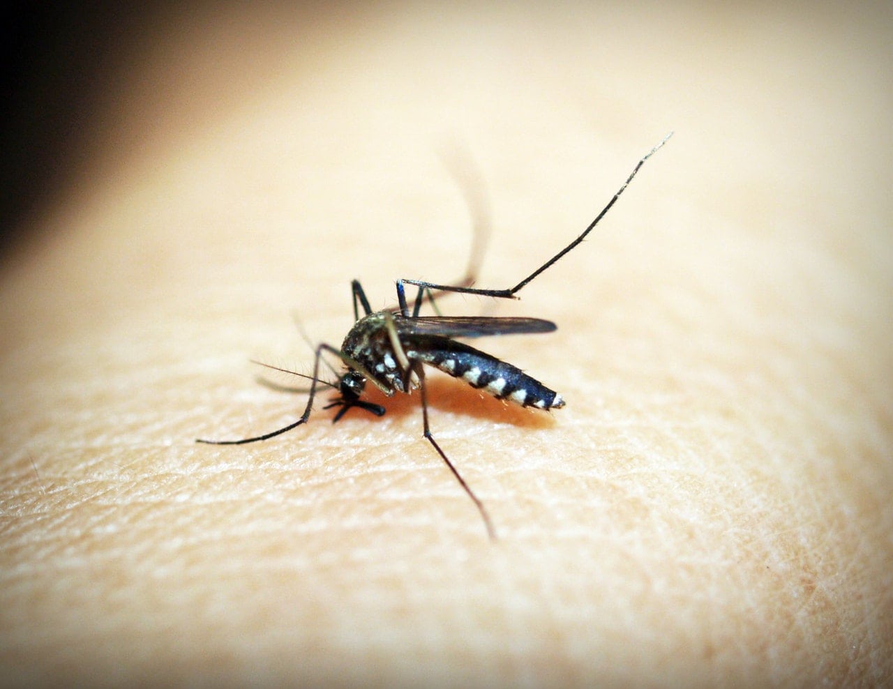 avrupa sivrisinek kaynaklı hastalıklar