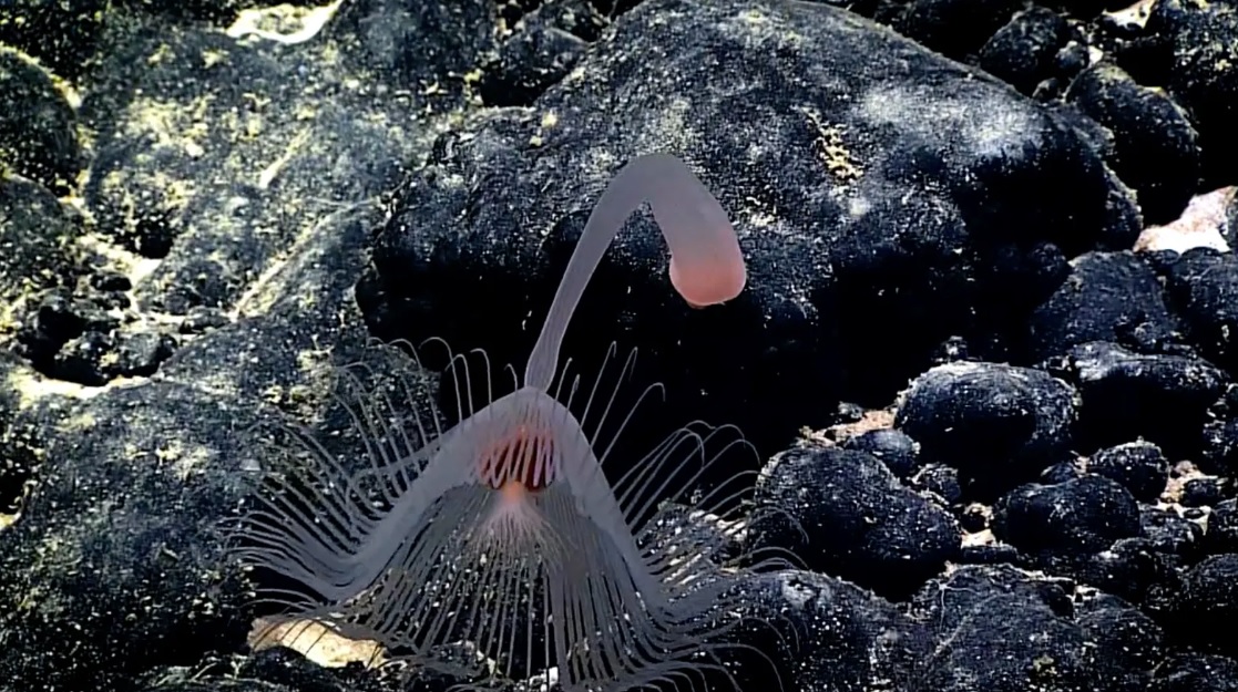 denizlerde yaşayan en ilginç canlılar 