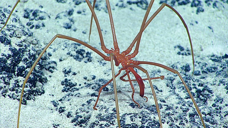 denizlerde yaşayan en ilginç canlılar 