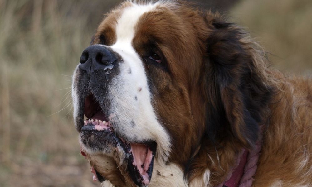 köpeğinizin acı çektiğinin işaretleri