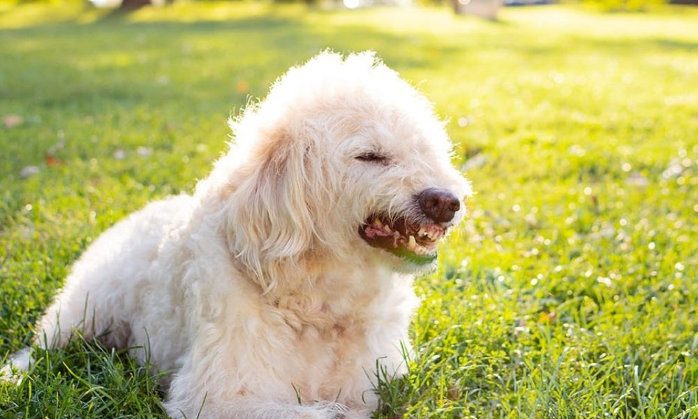 köpeğinizin sağlık sorunu