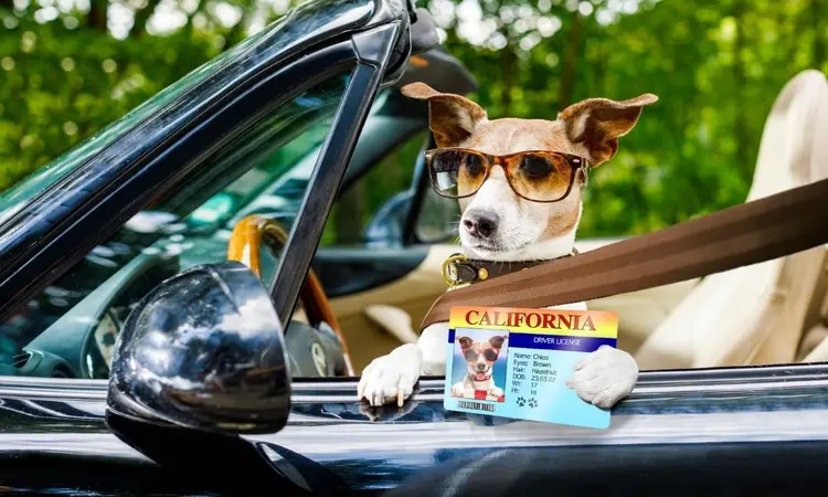 köpeğinizle stressiz bir seyahat için ipuçları