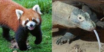 Komodo Ejderinden Kızıl Pandaya: Sadece Asya Kıtasında Görebileceğiniz 10 Hayvan