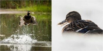 Ördekler Hakkında Muhtemelen Daha Önce Duymadığınız 10 İlginç Bilgi