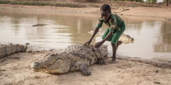 İnsanlarla Timsahların Bir Arada Yaşadığı Sıra Dışı Afrika Köyü: Bazoule