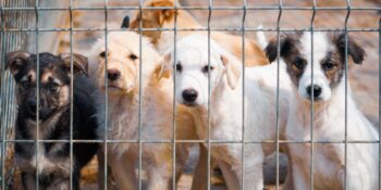 Sokak Hayvanları Kanunu: Tepkilerin Odağındaki Düzenleme Hakkında Bilmeniz Gerekenler