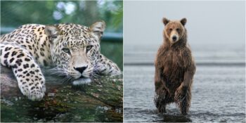 Anadolu’nun Yırtıcı Sakinleri: Türkiye’de Görebileceğiniz 9 Vahşi Hayvan