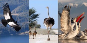 Devasa Boyutlarıyla Şaşkınlık Yaratan Dünya Üzerindeki En Büyük 10 Kuş Türü
