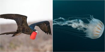 Doğanın Uykusuz Savaşçıları: Dinlenmek İçin Uykuya İhtiyaç Duymayan 5 Hayvan