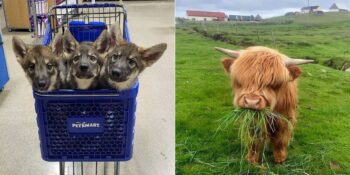 Birbirinden Sevimli Yavru Hayvanların Gününüzü Güzelleştirecek 35 Fotoğrafı