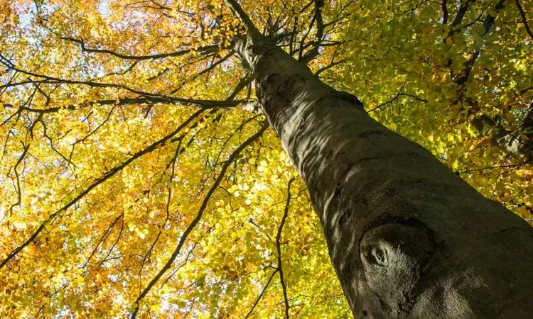 Atatürk Arboretumu nerede