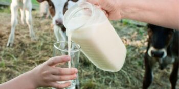 Sağlığınızı Tehlikeye Atmayın! Çiğ Süt İçmek Zararlı Mı?