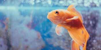 Akvaryum Balık Türleri Ve Balıkların Bakımı Hakkında Bilmeniz Gerekenler