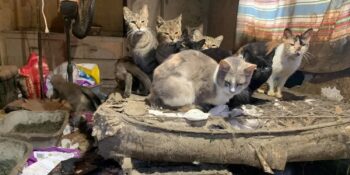 Nuh Sendromu: Kişinin Bakamadığı Halde Sürekli Hayvan Sahiplenmesine Neden Olan Psikolojik Rahatsızlık