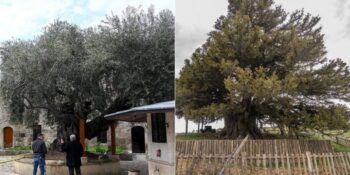 Zamana Meydan Okuyorlar! Türkiye’nin En Yaşlı 10 Anıt Ağacı