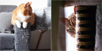 Bilim İnsanları Yanıtladı! Kediler Eşyaları Neden Tırmalar?