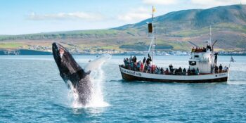 Balinaları Kendi Yaşam Alanlarında Gözlemlemek İçin Dünyadaki En İyi 12 Yer