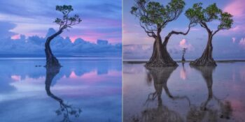 Endonezya’nın Sumba Adası’ndaki Dans Eden Ağaçlar Hakkında Bilmeniz Gerekenler